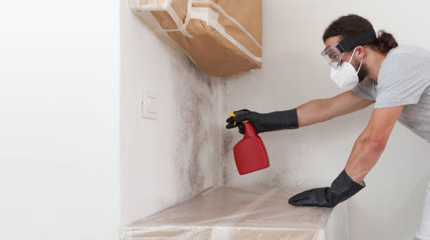 Professional Basement Mold Remediation technician working in Miami Beach, FL